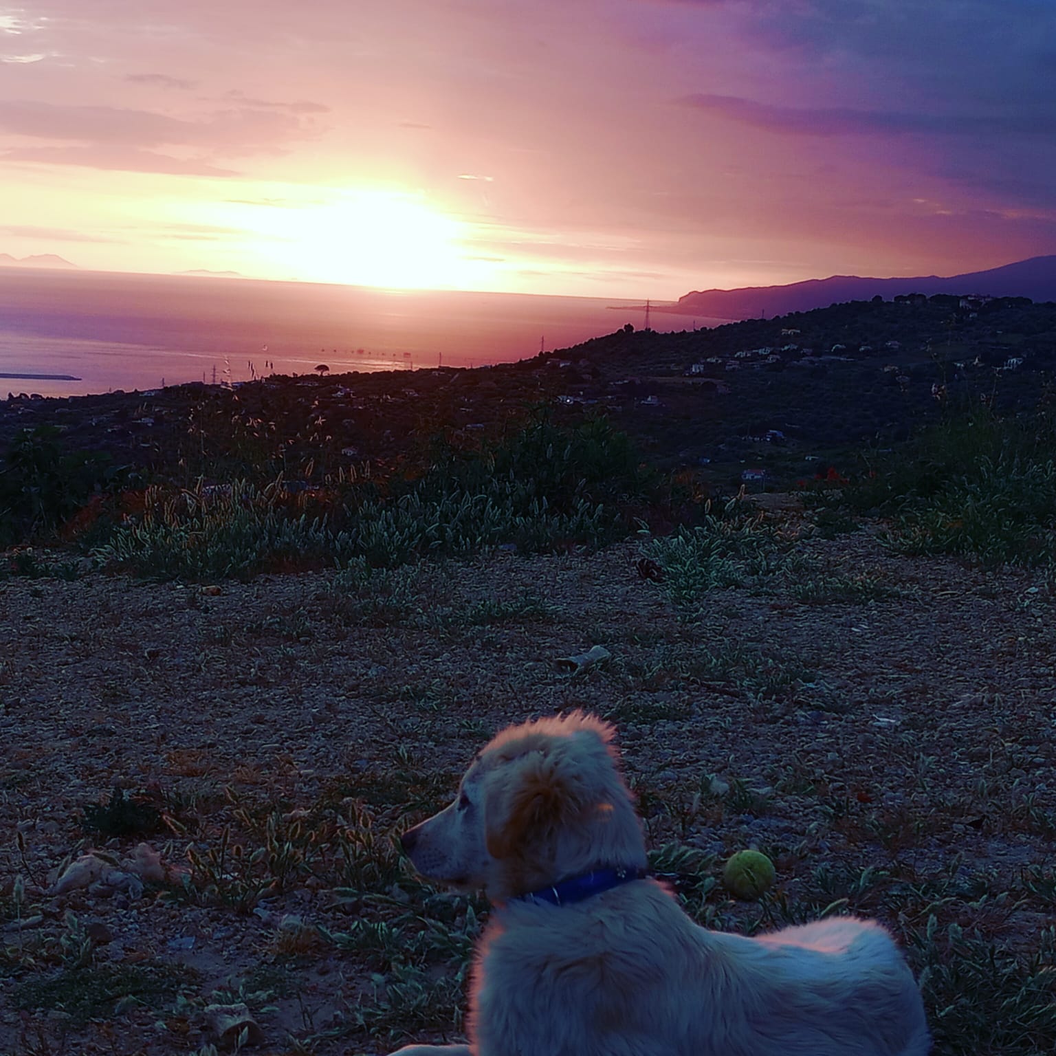 alba di Termini Imerese con cane randagio salvato e adottato dalla segreteria del Comando 